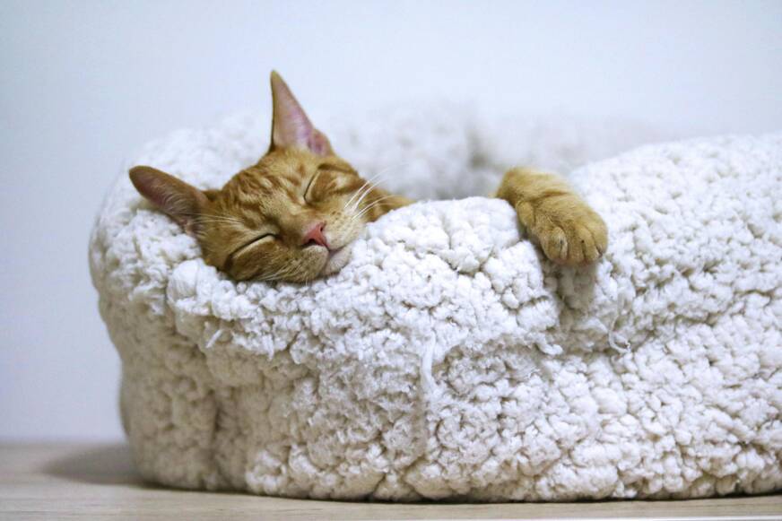 Katze schlaeft